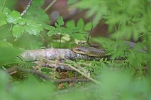 ... da schleicht sie durch den Wald ...