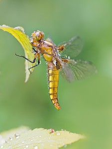 Diese weibliche Plattbauch Libelle