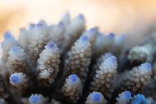 ____acropora nasuta_____