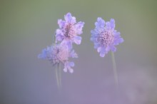 Alpenblumen