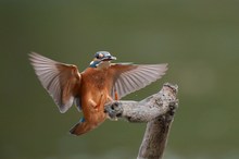 Eisvogel bring mir einen Fisch.