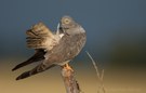 Ruhe - für Vogel und Fotograf