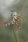 Spinne