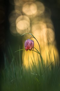 Wiesenschönheit