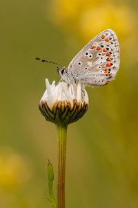 Sonnenröschen-Bläuling