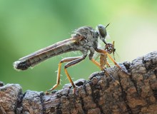 Raubfliege mit Tigermücke Doku