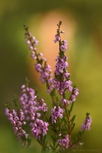 |Die Heide blüht