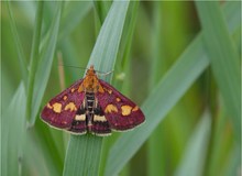 Purpurrote Zünsler (Pyrausta purpuralis)