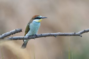 Junger Bienenfresser