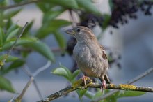 Haussperling Weibchen