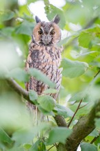 Waldohreule im Haselnussbaum