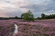 Die Heideblüte...