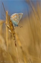 Hauhechel-Bläuling (Polyommatus icarus)