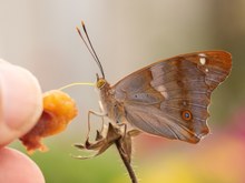 Raubtierfütterung