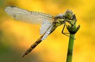 Im Sonnentau :-)