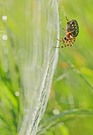 Spinne im Netz