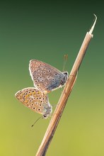 Spätsommerabendidylle bei den Faltern