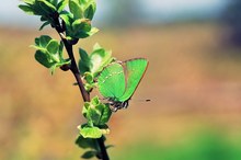 Callophrys rubi