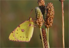 Colias spec. (Weißklee-Gelbling (Colias hyale)?)