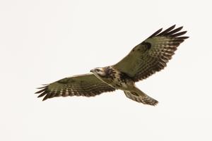 Bussard im Gleitflug