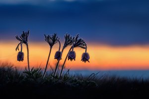 Blüten-Himmel-Meer