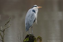 Graureiher (Ardea cinerea)