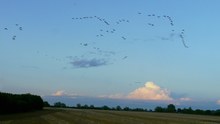 Gänse über Fehmarn