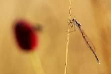 Libelle im Morgenlicht