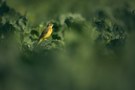 Wiesenschafstelze im Rübenacker