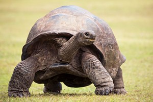 ~ Riesenschildkröte ~