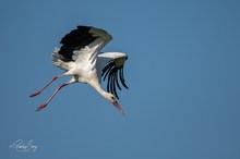 Sturzflug Weißstorch