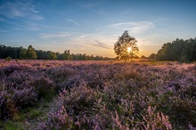 Die Wahner Heide