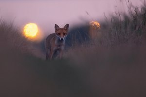 lange vor Sonnenaufgang