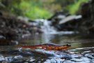 Karpathos-Salamander im Lebensraum