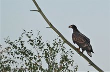 Ein Adler eben