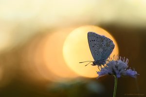 Hey, Baby steig' auf....