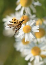 gefleckter Schmalboch, Flug