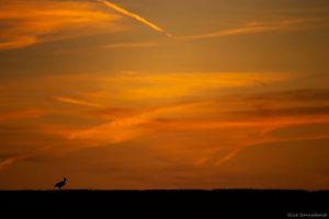 Am abendlichen Himmel