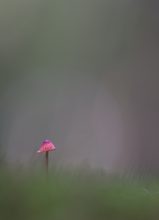 Rotkäppchen im Wald....