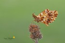 Magerrasen-Perlmuttfalter (Boloria dia)