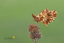 Magerrasen-Perlmuttfalter (Boloria dia)