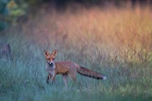 Jungfuchs im Sonnenaufgang