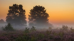 Stille