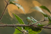 Ein Laubfrosch