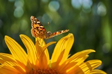 Martin Kern / Distelfalter auf Sonnenblume