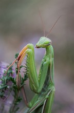 Grüne Mantis
