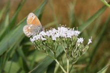 Großes Wiesenvögelchen