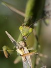 Mantis mit Beute