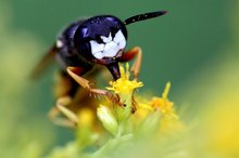 Portrait eines Bienenwolfs