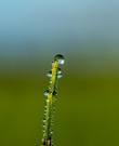 Martin Kern / Schachtelhalm und Wassertropfen
